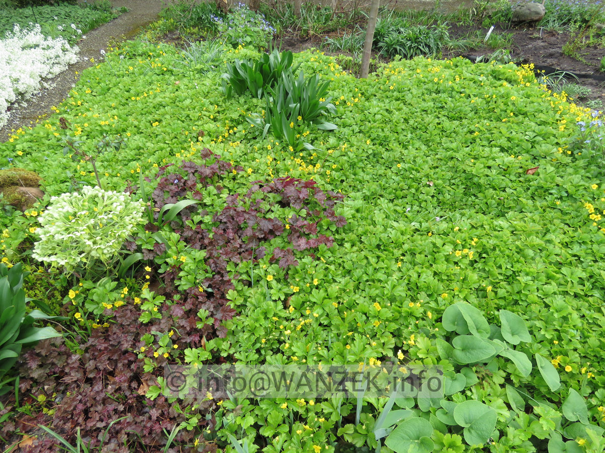 Waldsteinia ternata 01 Austrieb und Bluete.JPG